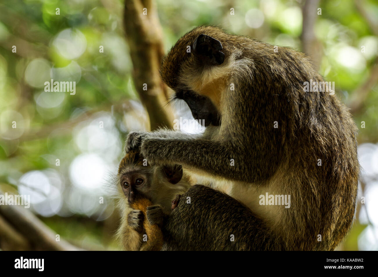 Madre Bajan green monkey toelettatura i suoi neonati - Barbados Foto Stock