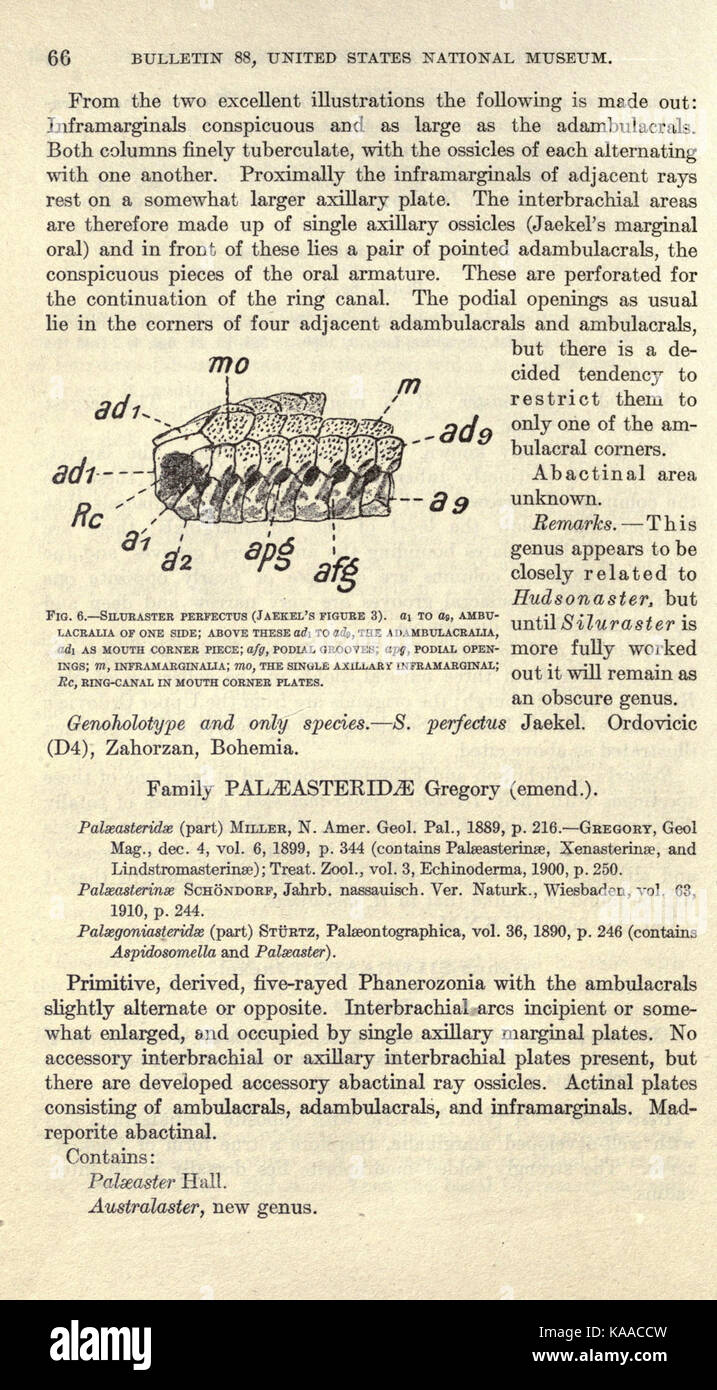 Revisione del Paleozoico Stelleroidea (pagina 66) BHL17072464 Foto Stock