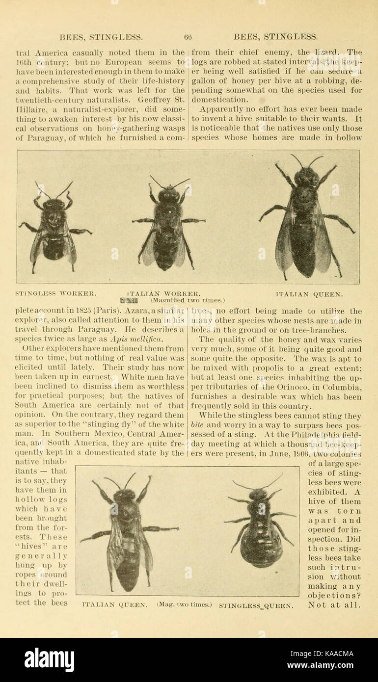 L ABC e XYZ di bee cultura (pagina 66) BHL9454352 Foto Stock