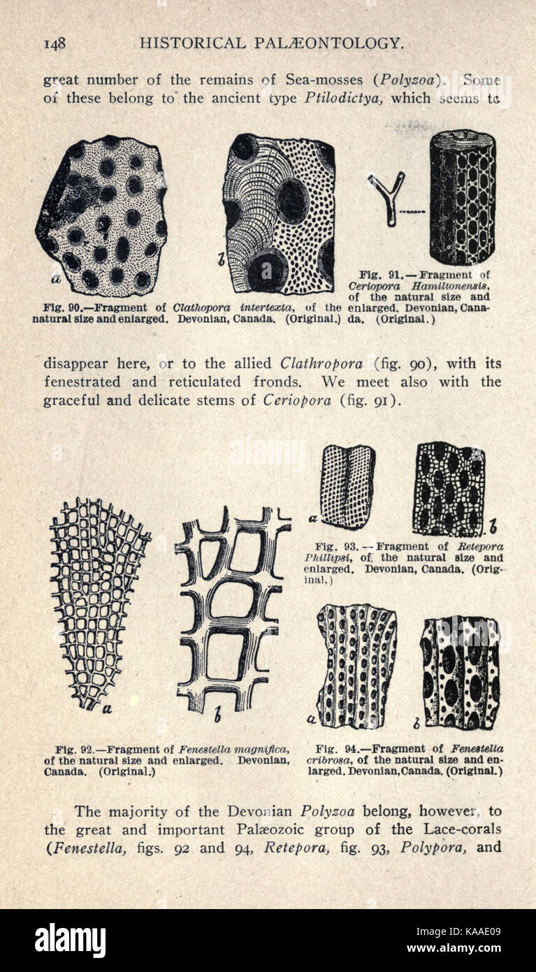 Questa pagina di "The Ancient Life History of the Earth" descrive la storia geologica e biologica del pianeta, fornendo informazioni sull'evoluzione della vita e sullo sviluppo della Terra nel tempo. Foto Stock