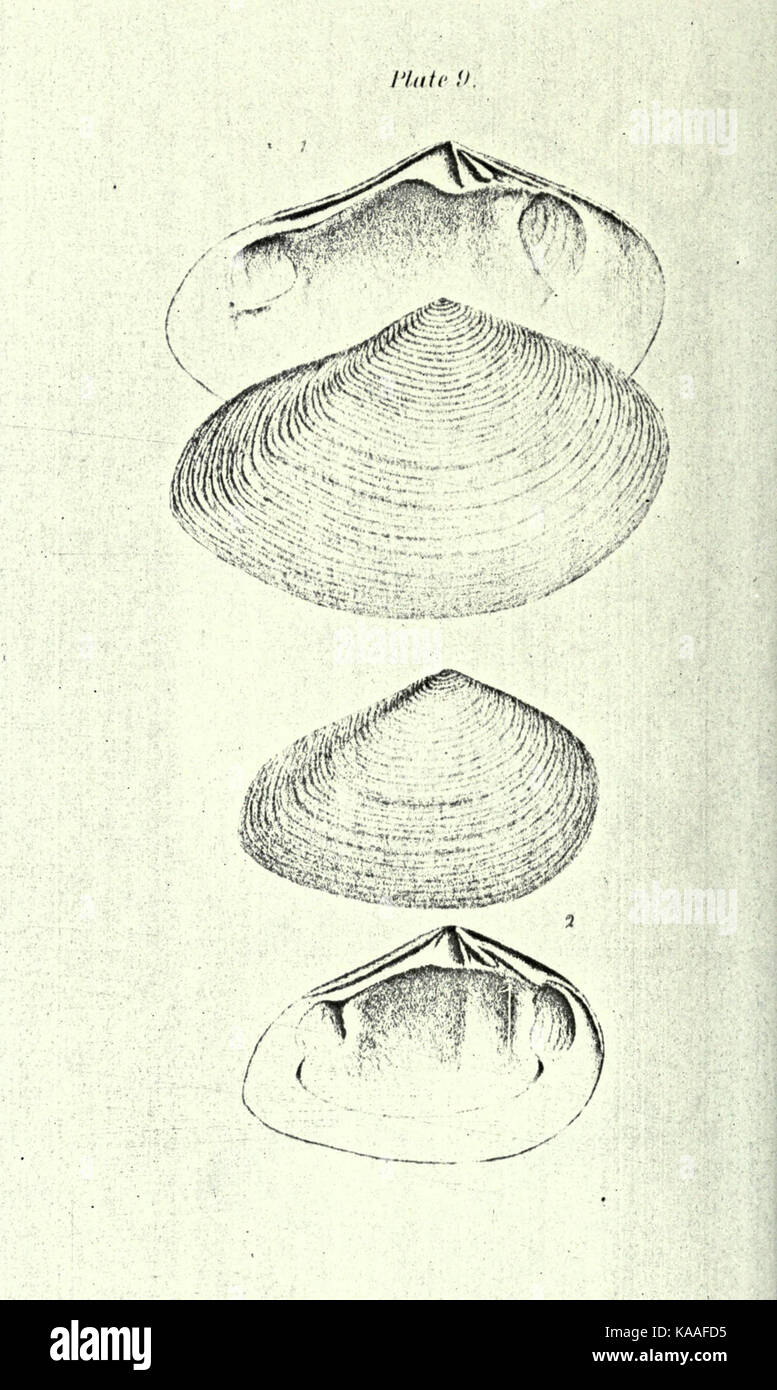 La ripubblicazione di Conrad di conchiglie fossili del terziario formazioni del Nord America BHL23521391 Foto Stock