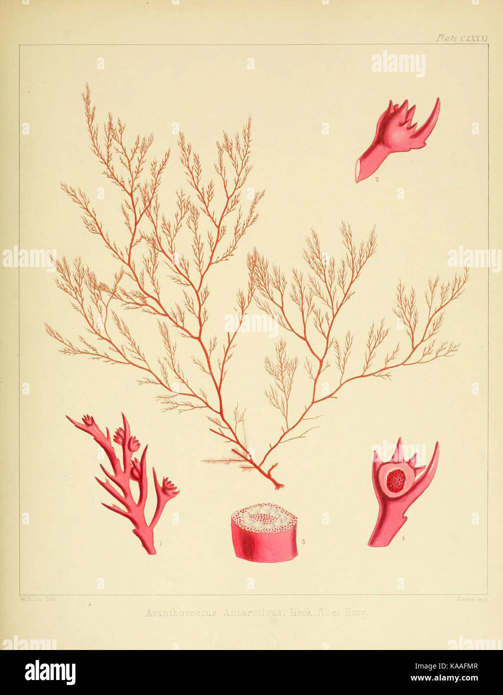 Questa immagine rappresenta i reperti botanici durante il viaggio antartico delle navi scoperte H.M. Erebus e Terror dal 1839 al 1843. Le illustrazioni mostrano varie specie di piante scoperte nelle dure condizioni dell'Antartide durante questa spedizione storica. Foto Stock