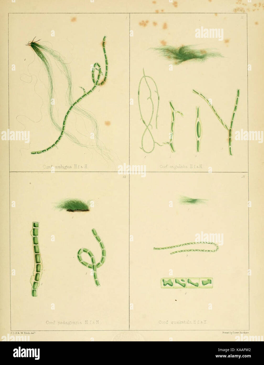 La botanica dell'Antartico viaggio di H.M. scoperta navi Erebus e terrore negli anni 1839 1843 (6302467469) Foto Stock