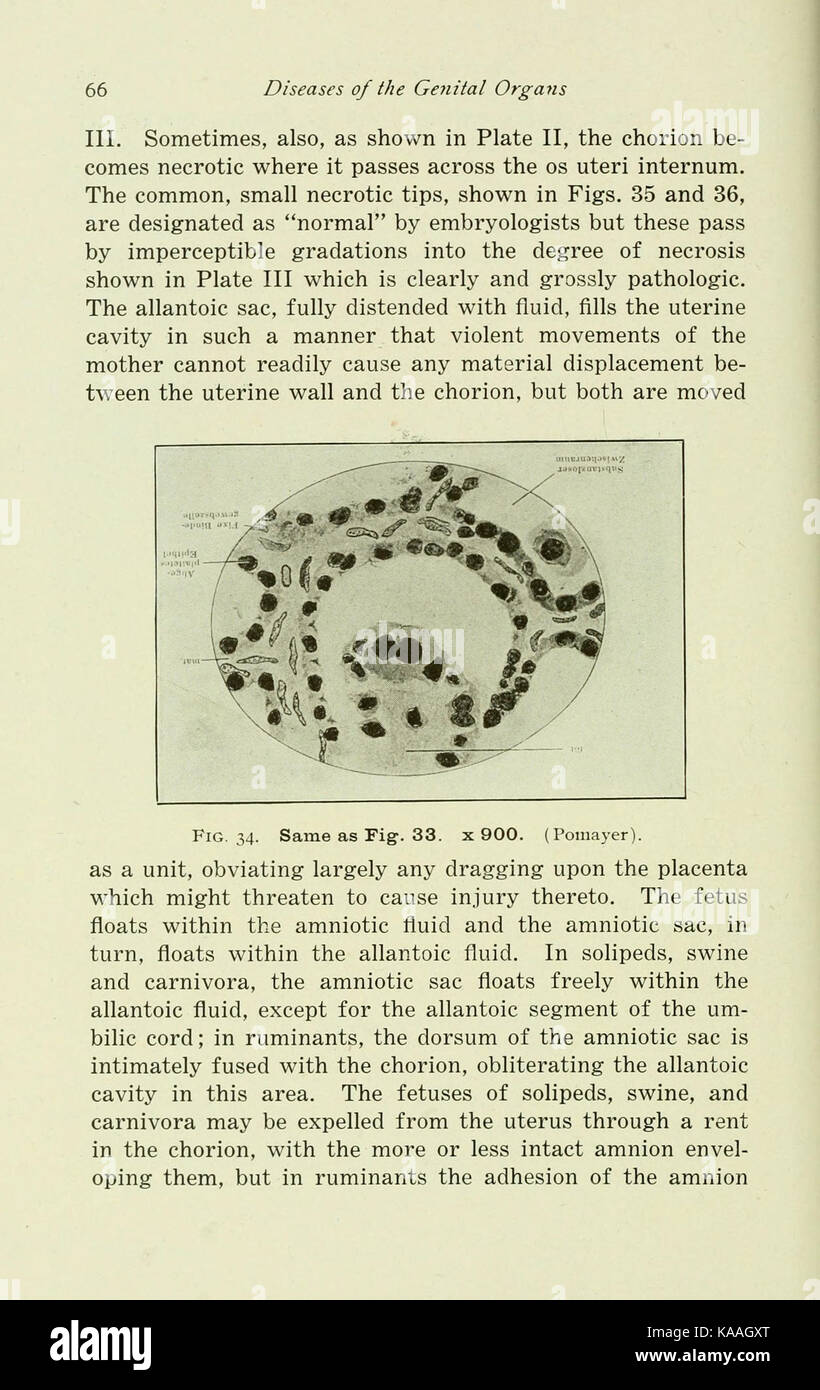 Le malattie degli organi genitali degli animali domestici (pagina 66) BHL21321619 Foto Stock
