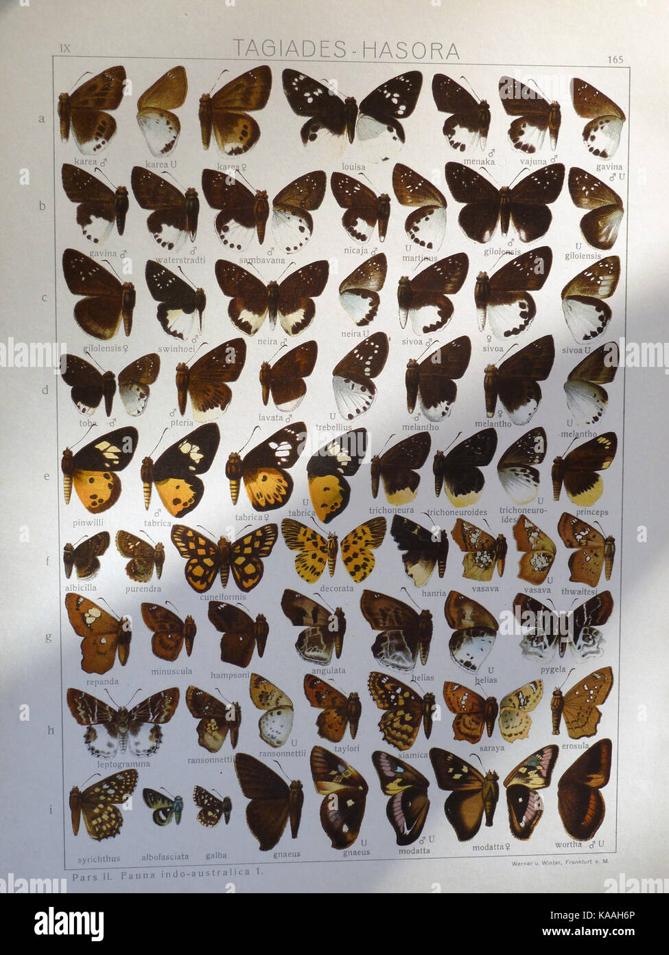 Questa illustrazione tratta da "fauna Indo-Australica" di Seitz mostra la descrizione dettagliata delle specie native della regione indo-australiana. Il lavoro mette in luce la variegata fauna selvatica della zona attraverso illustrazioni scientificamente accurate. Foto Stock