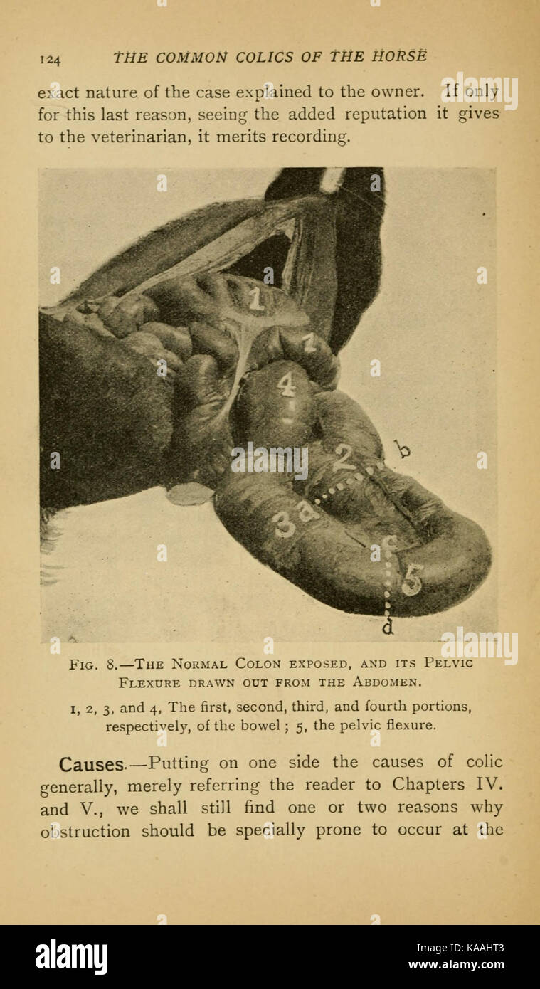Una pagina di una pubblicazione sulle coliche comuni dei cavalli, in particolare la pagina 124. Foto Stock