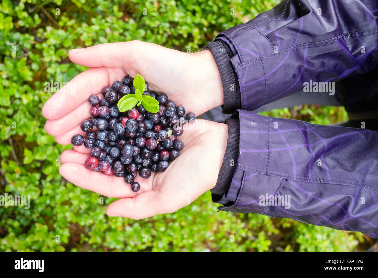 Mirtillo nelle mani di ragazza Foto Stock