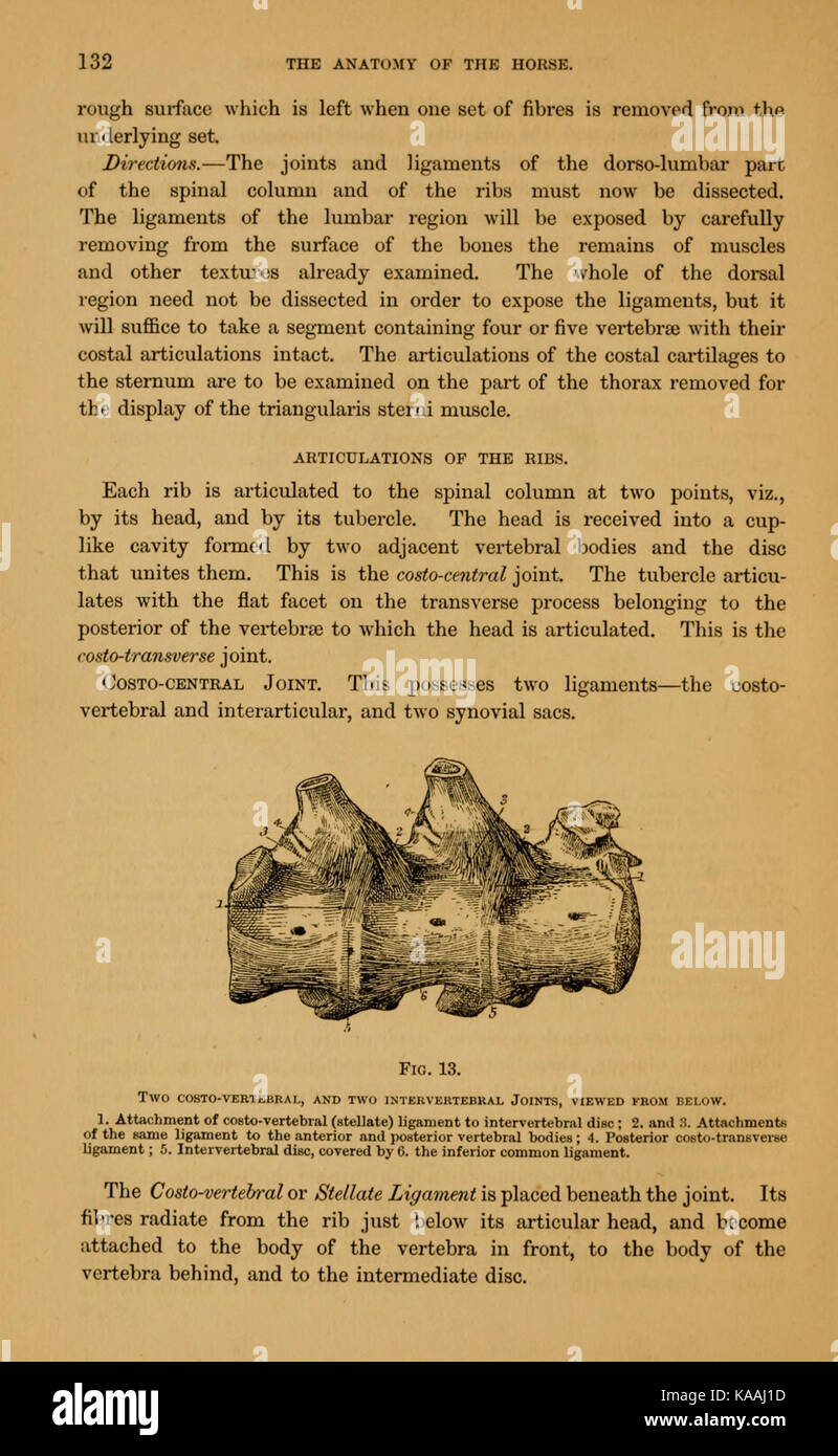 L'anatomia del cavallo (pagina 132) BHL19980807 Foto Stock