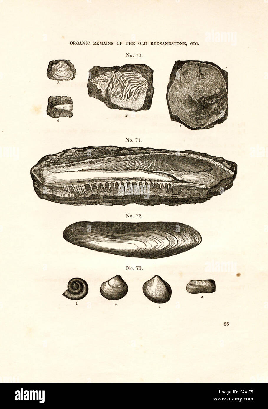 Tabelle di resti organici (pagina 66) BHL41000953 Foto Stock