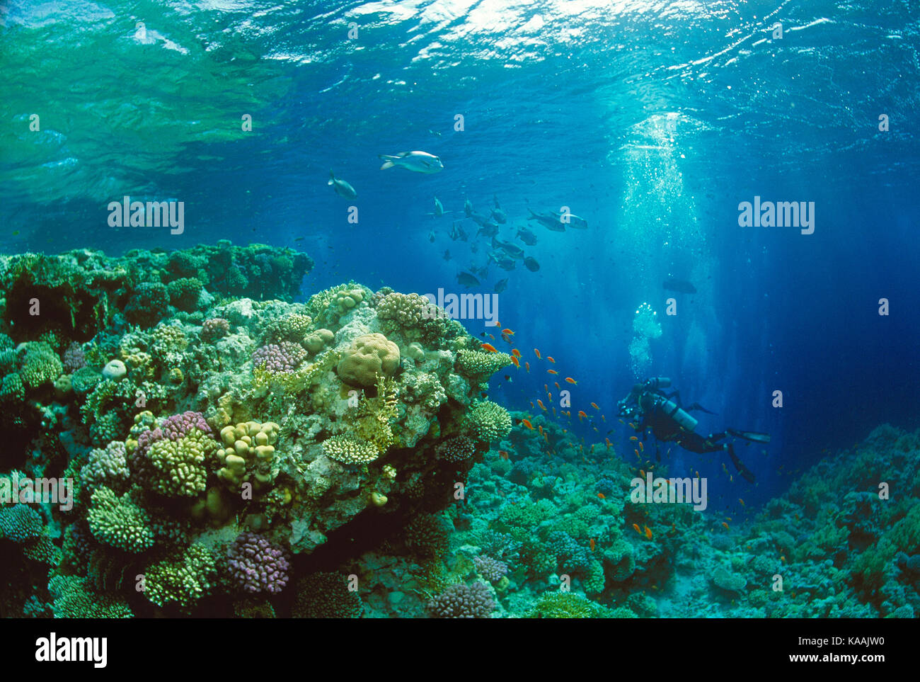 L'Egitto. Mar Rosso. Scuba diving. Subacqueo sulla barriera corallina. Foto Stock