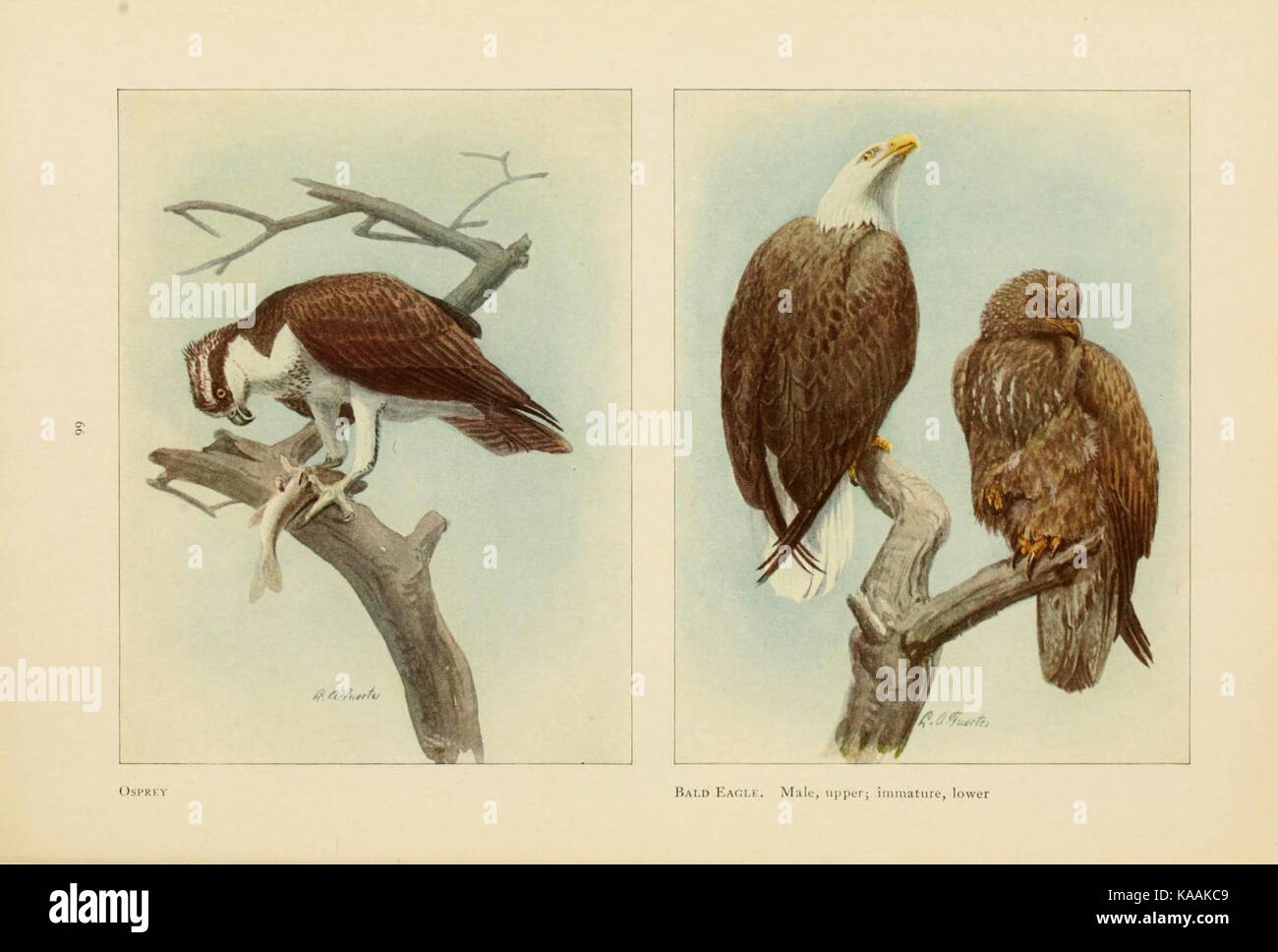 Il libro di uccelli (pagina 66) (6441663113) Foto Stock