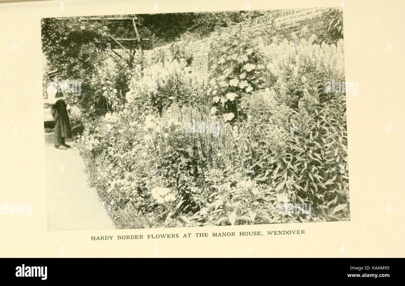 Il libro di hardy fiori (piastra 16) (6465784629) Foto Stock