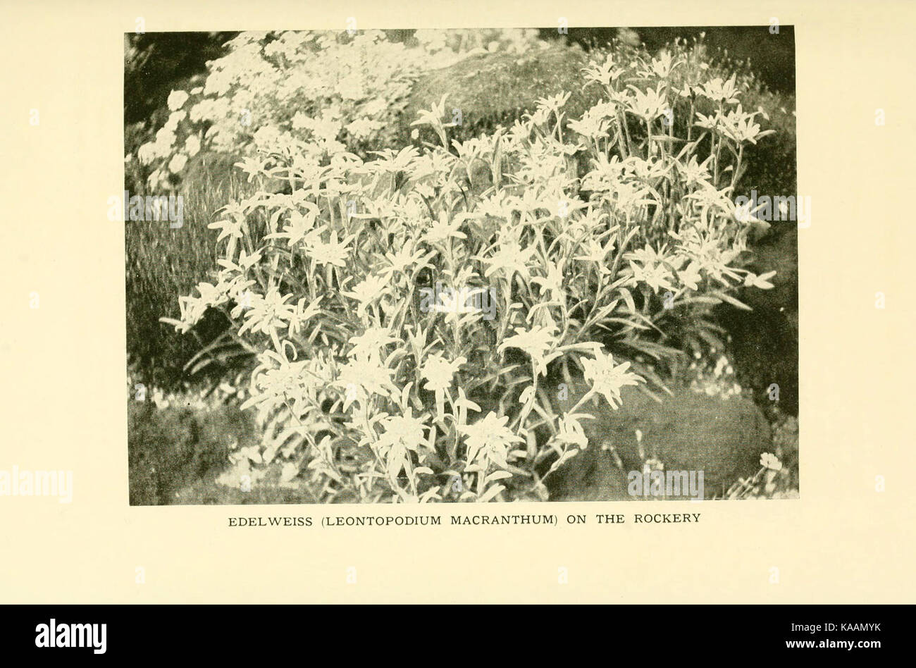 Il libro di hardy fiori (piastra 56) (6465804793) Foto Stock