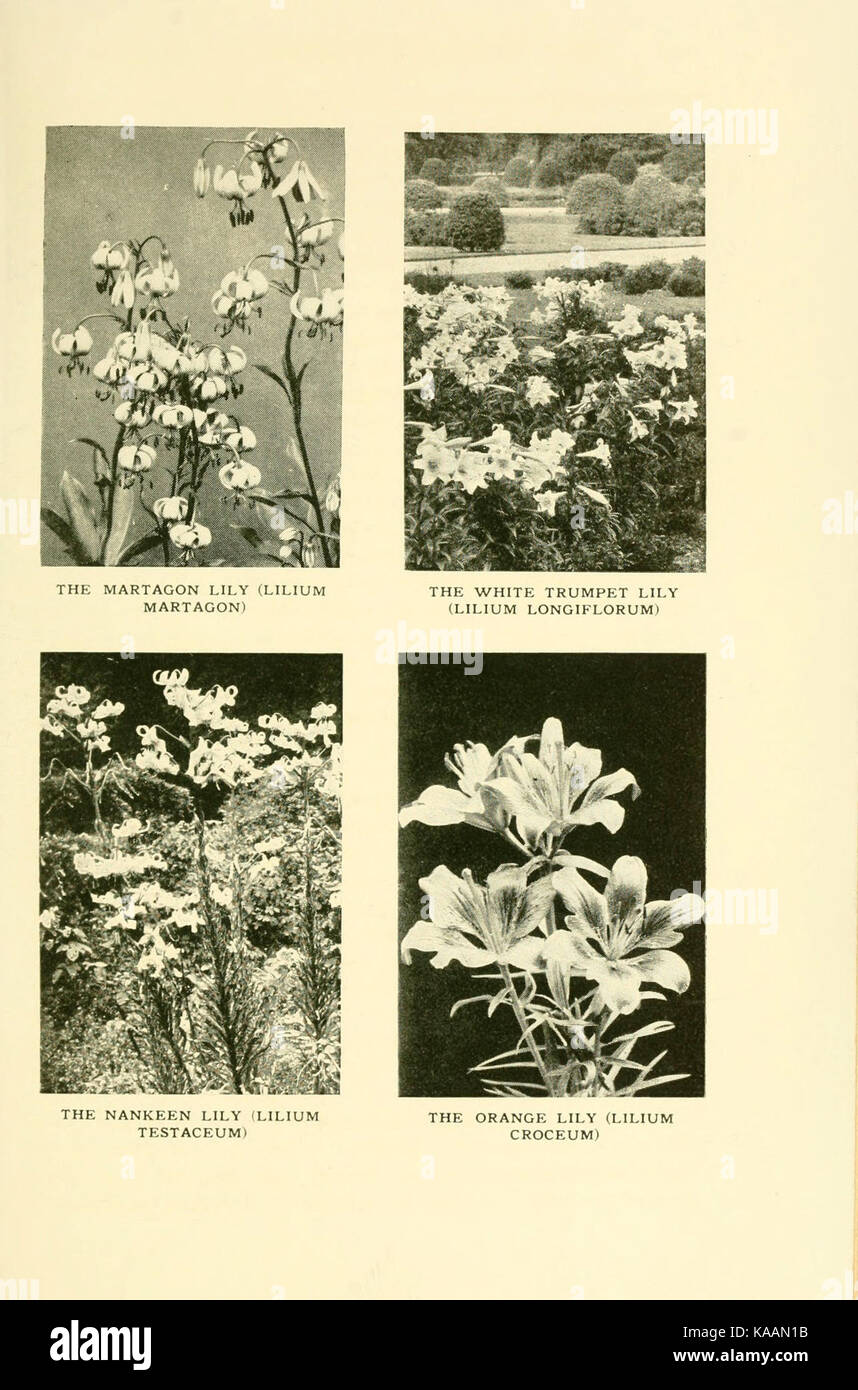 Il libro di hardy fiori (piastra 60) (6465806693) Foto Stock