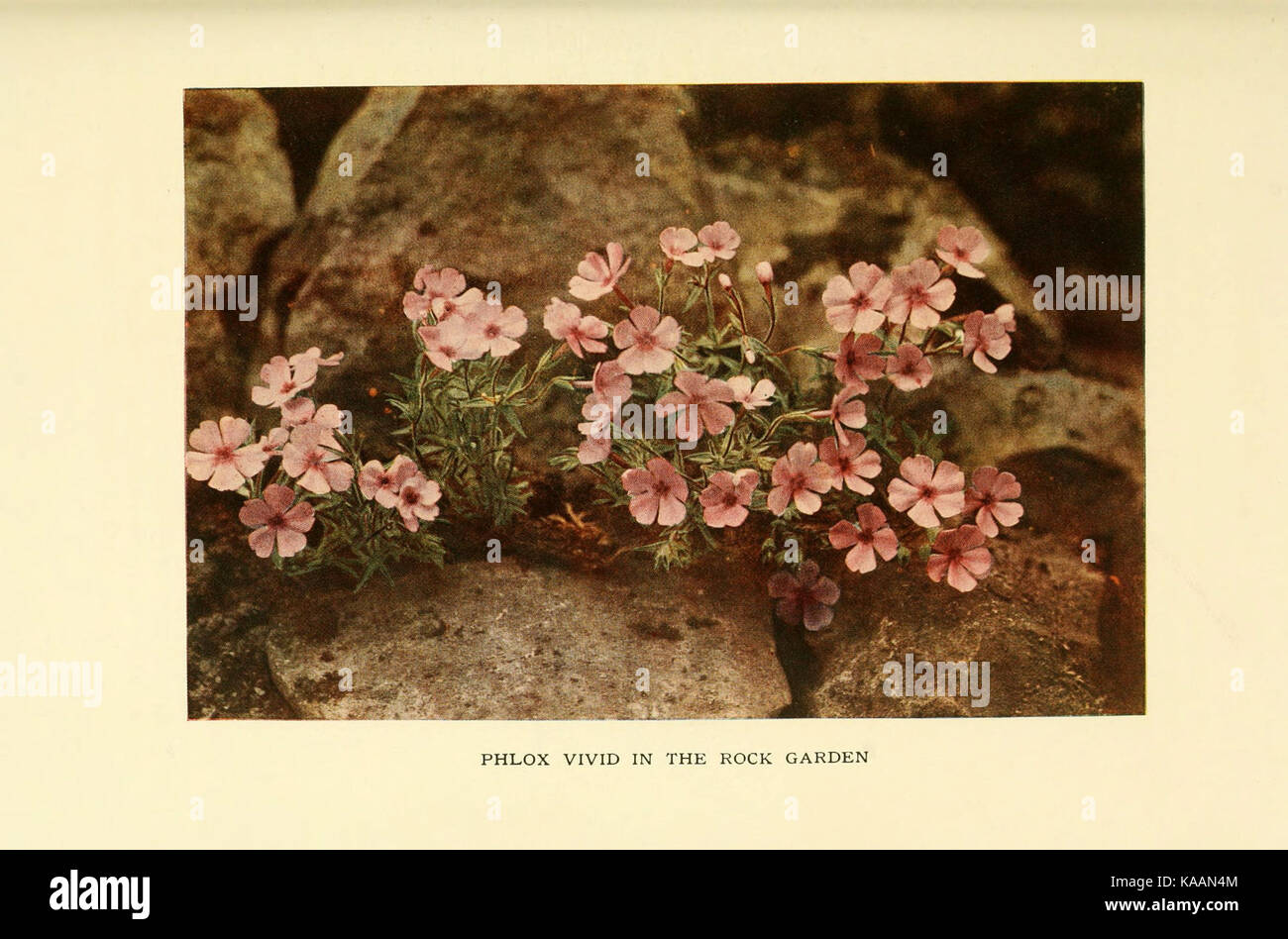 Il libro di hardy fiori (piastra 67) (6465809835) Foto Stock