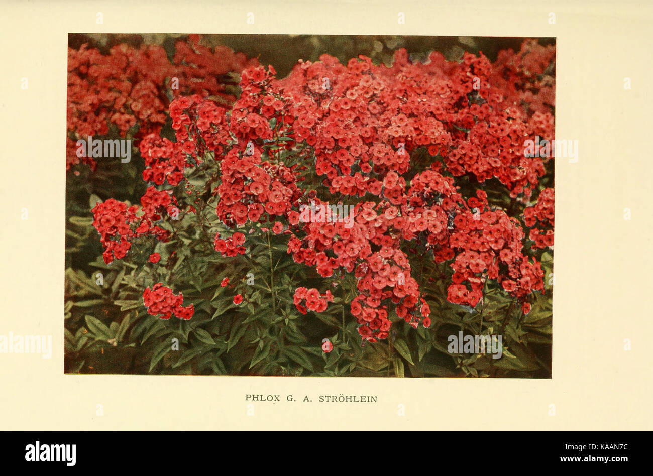 Il libro di hardy fiori (piastra 73) (6465812585) Foto Stock