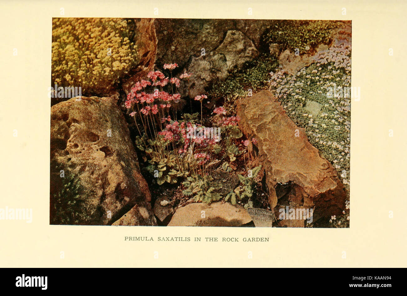 Il libro di hardy fiori (piastra 77) (6465814539) Foto Stock