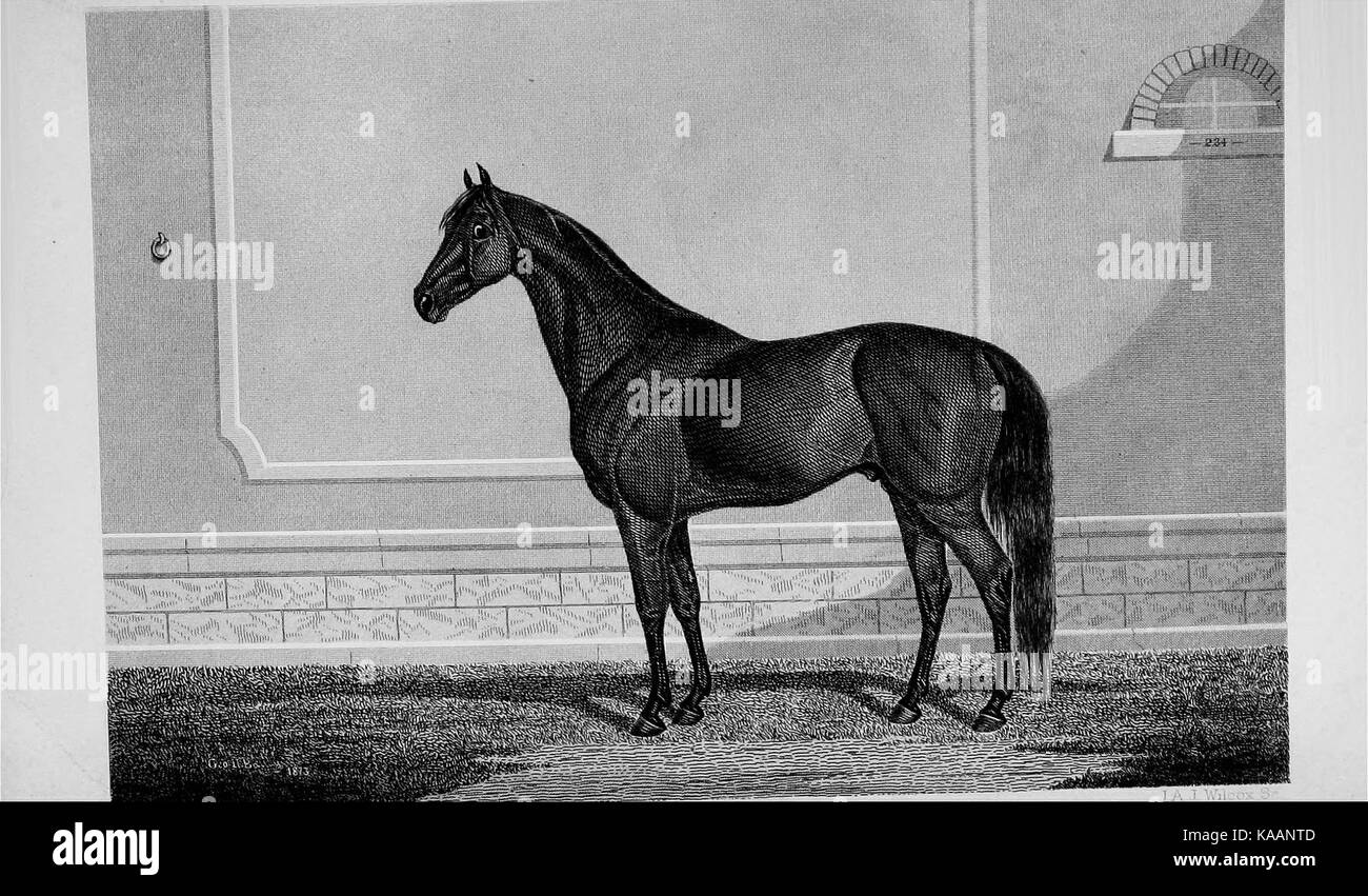 Bozzetti, storico e descrittivo, di osservare cavalli Maine, del passato e del presente, i loro antenati e discendenti BHL38415869 Foto Stock