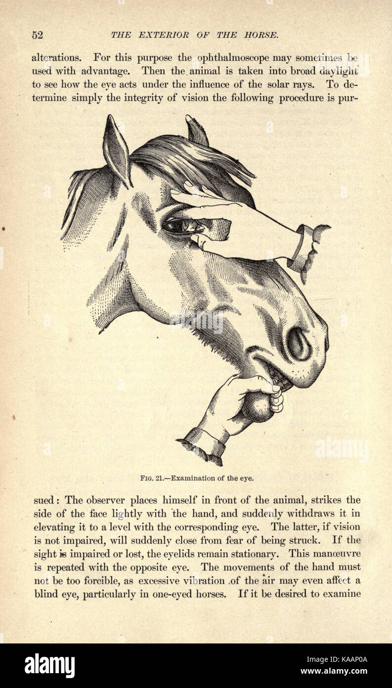 L'immagine intitolata "l'esterno del cavallo" a pagina 52 mostra un disegno dettagliato o un'illustrazione di un cavallo, possibilmente da una prospettiva veterinaria o zoologica. Evidenzia l'anatomia o le caratteristiche fisiche del cavallo. Foto Stock