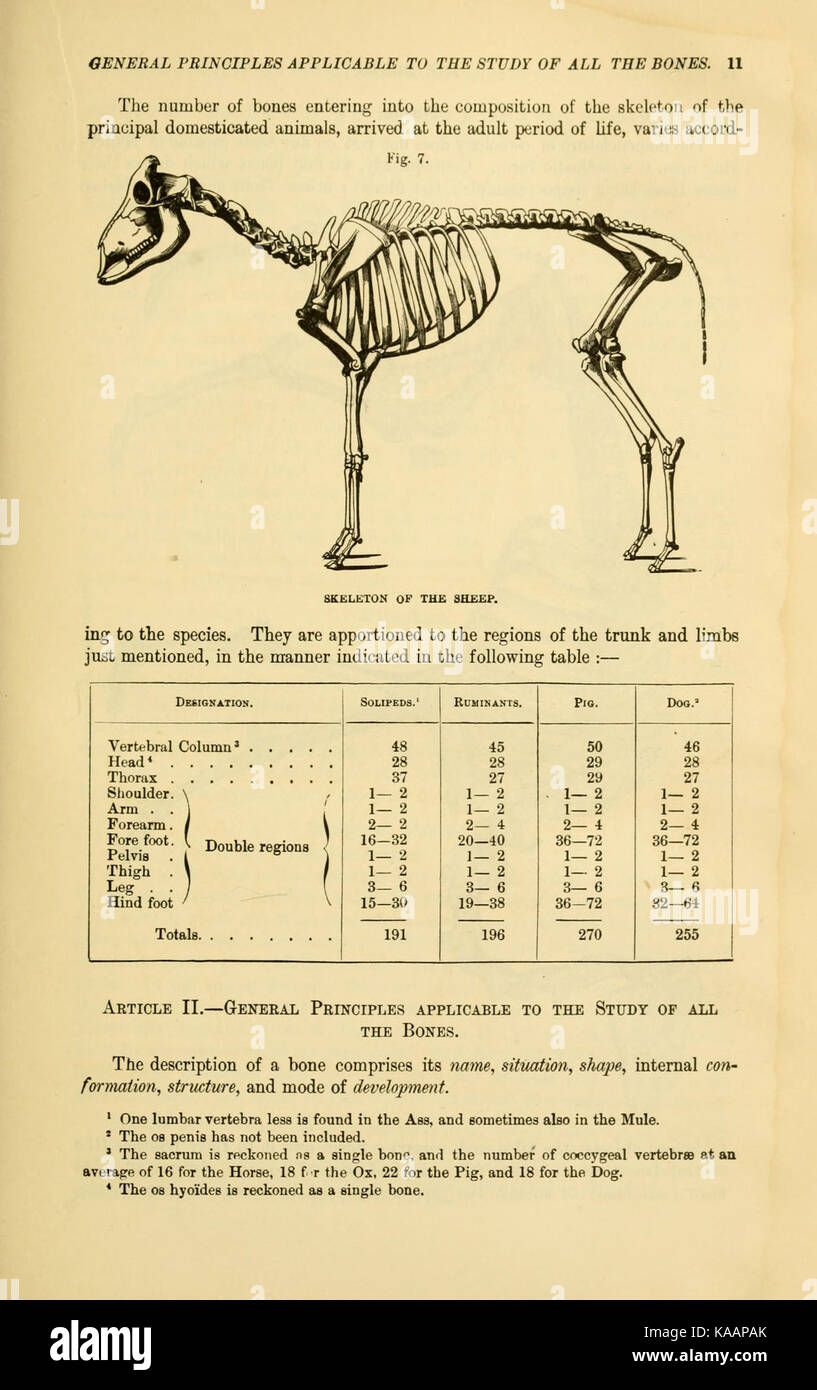 Questa pagina di "The comparative Anatomy of domesticated Animals" presenta illustrazioni dettagliate e descrizioni delle caratteristiche anatomiche di varie specie domesticate. Si tratta di un riferimento negli studi veterinari e zoologici. Foto Stock