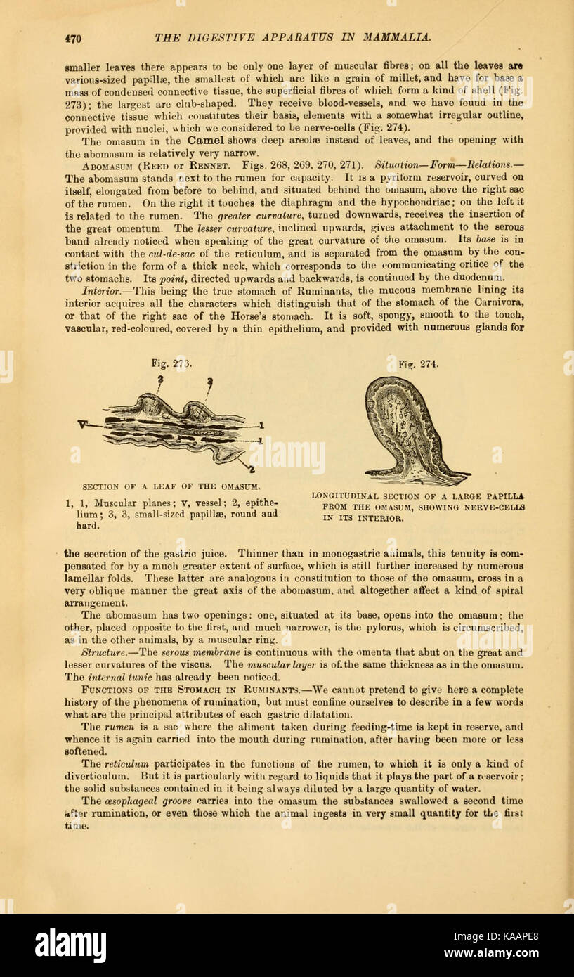 L'anatomia comparata degli animali domestici, come discusso a pagina 470 di questo lavoro, esplora le differenze strutturali e le somiglianze tra le varie specie domestiche, offrendo approfondimenti sul loro adattamento ed evoluzione in relazione ai bisogni umani. Foto Stock