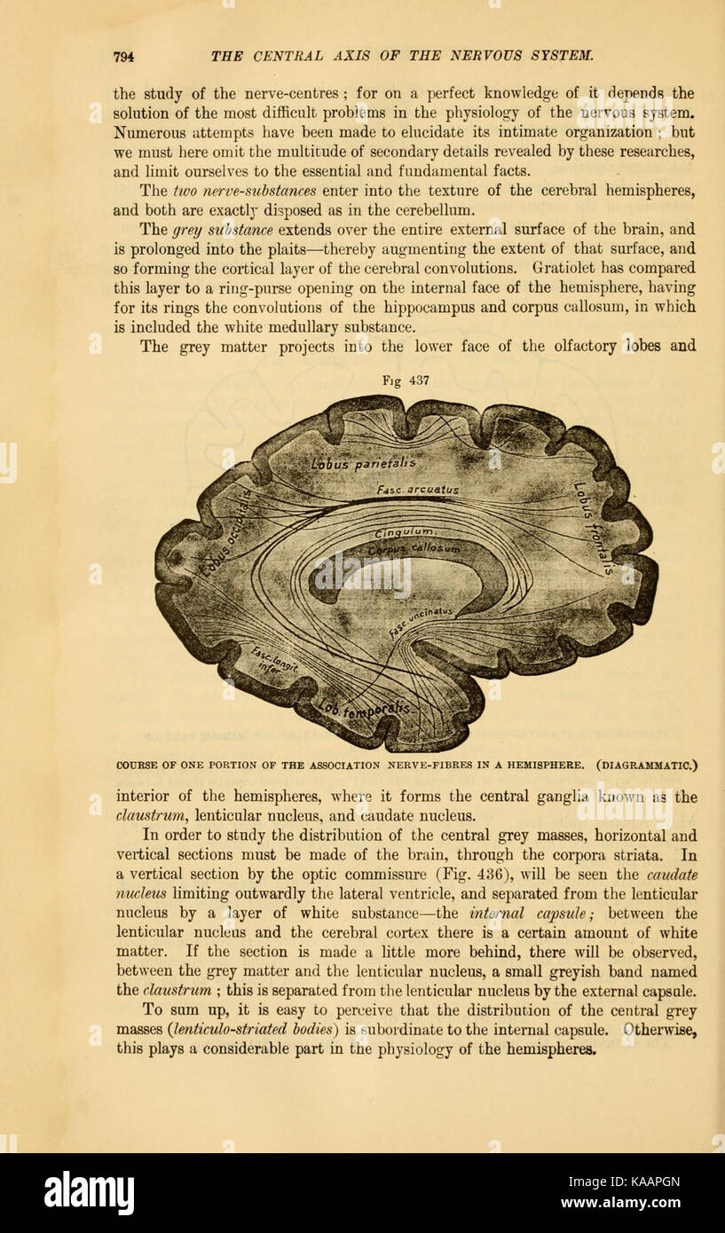 Un'illustrazione tratta da "The comparative Anatomy of domesticated Animals", un'opera scientifica che esplora l'anatomia di varie specie domesticate. Questa pagina si concentra sulle differenze strutturali e sulle somiglianze tra le specie animali. Foto Stock
