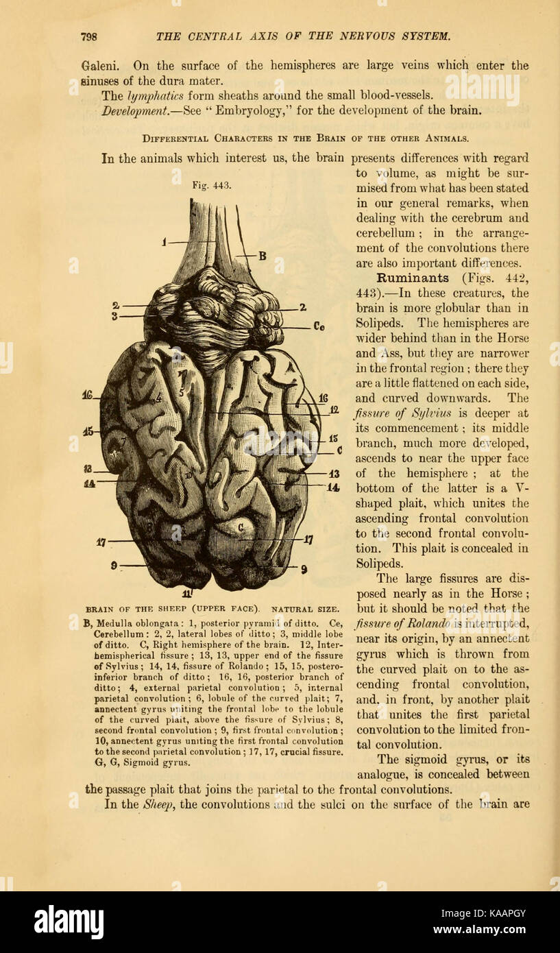 Questa pagina tratta da un lavoro sull'anatomia comparata si concentra sulle differenze anatomiche tra le specie animali domestiche, aiutando lo studio della biologia animale e della fisiologia. Foto Stock