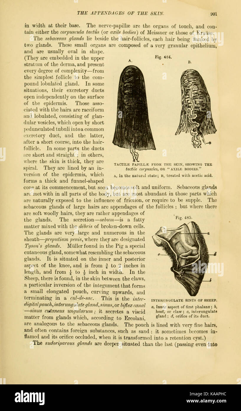 L'anatomia comparata degli animali domestici, discussa a pagina 901 di un'opera della Biodiversity Heritage Library. Il libro esplora le differenze anatomiche tra le specie. Foto Stock