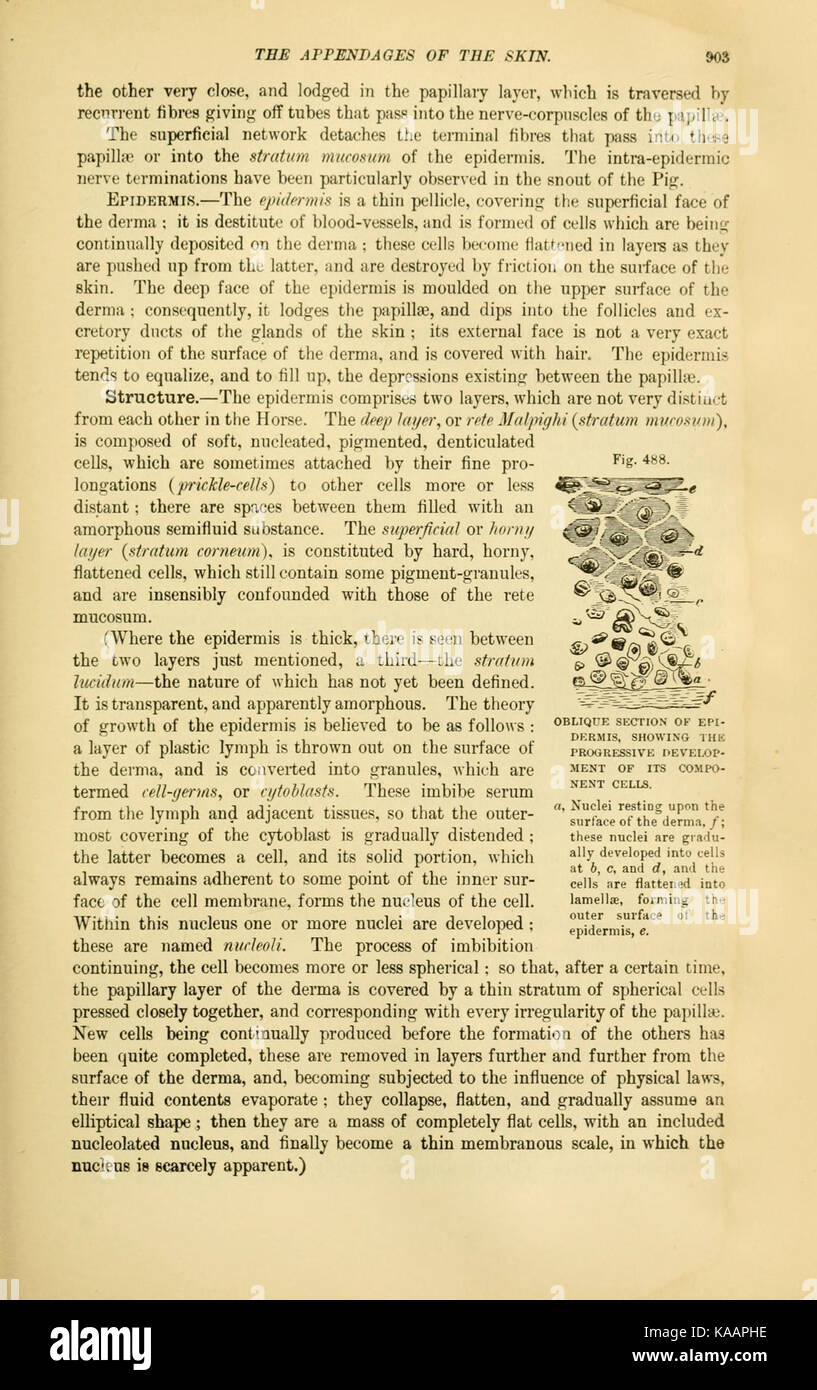 Un testo accademico intitolato "The comparative Anatomy of the domesticated Animals", che descrive le differenze fisiche e le somiglianze tra le varie specie animali domesticate. Il libro include studi anatomici volti a comprendere gli aspetti biologici degli animali domestici. Foto Stock