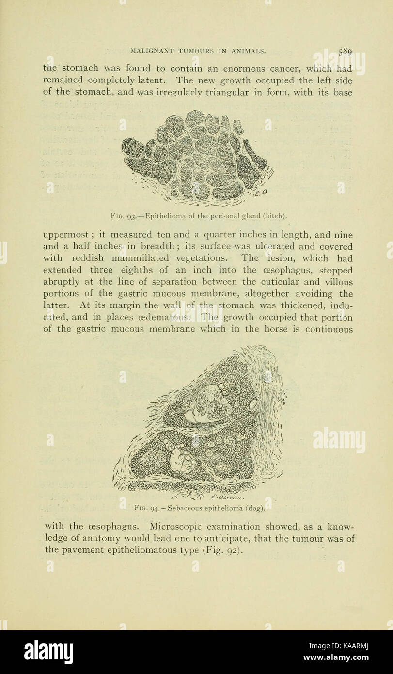 Studi clinici in medicina veterinaria e chirurgia (pagina 589) BHL18563597 Foto Stock