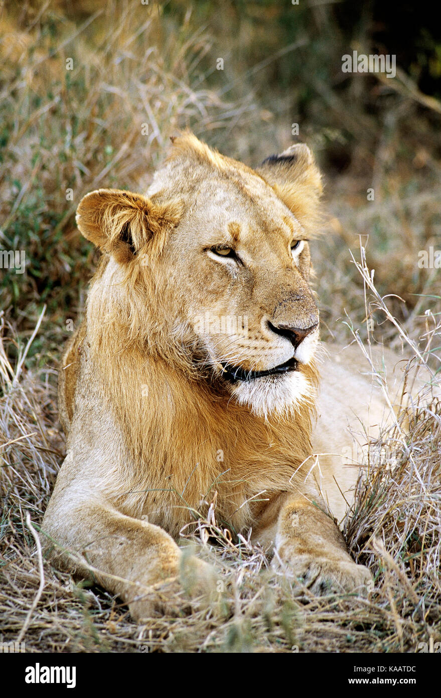 Sud Africa. Parco Nazionale di Kruger. La fauna selvatica. Giovane maschio Lion. Foto Stock