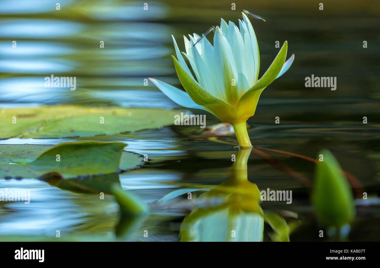 Una chiusura di un giglio di acqua fiore (Nymphaea sp.) con due damselfies in un giardino di acqua in new york city central park di new york. Foto Stock