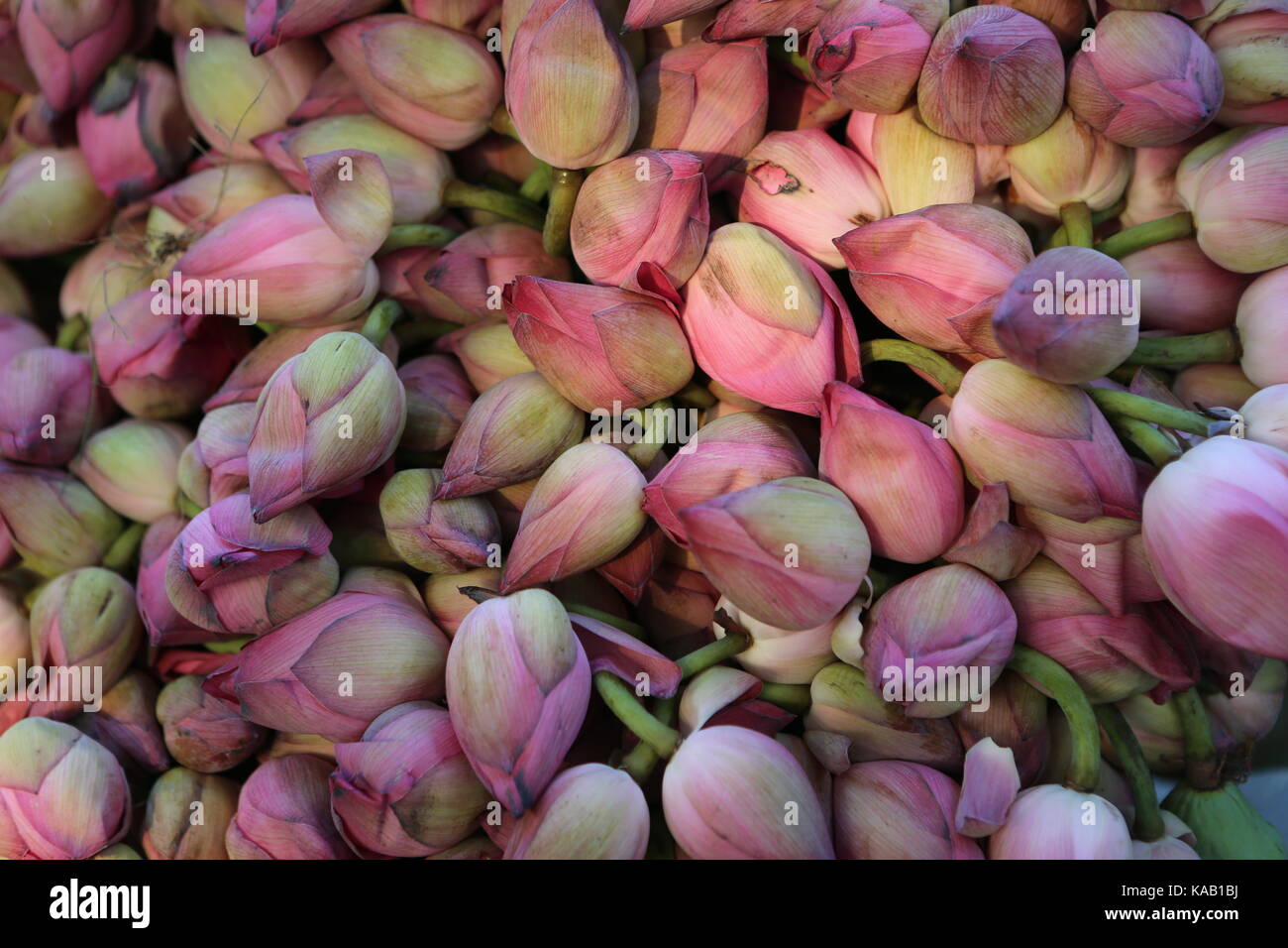 Rosa Lotos Floweres nel tempio - Sfondo Foto Stock