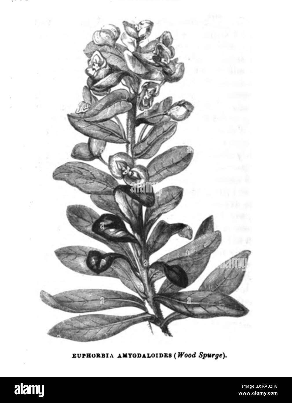 Stackhouse Euphorbia amygdaloides Foto Stock