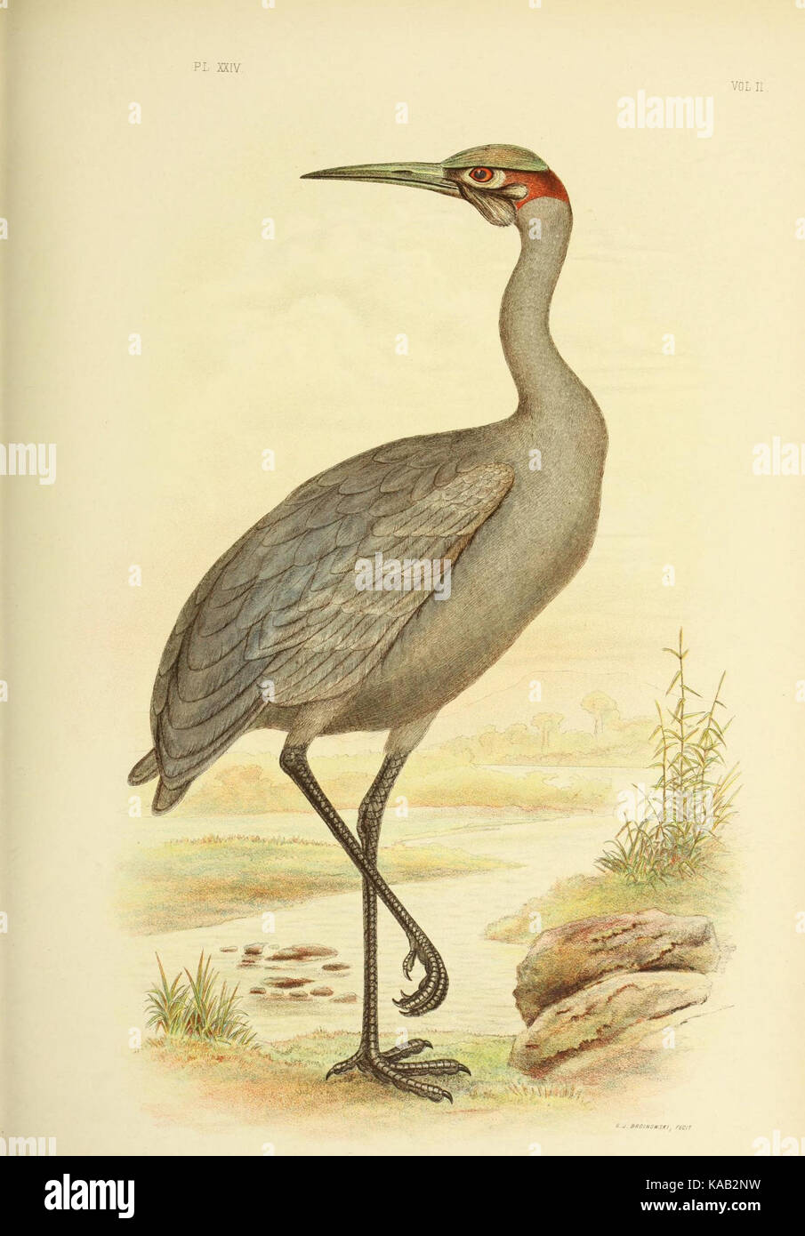 Gli uccelli di australia (16607826878) Foto Stock