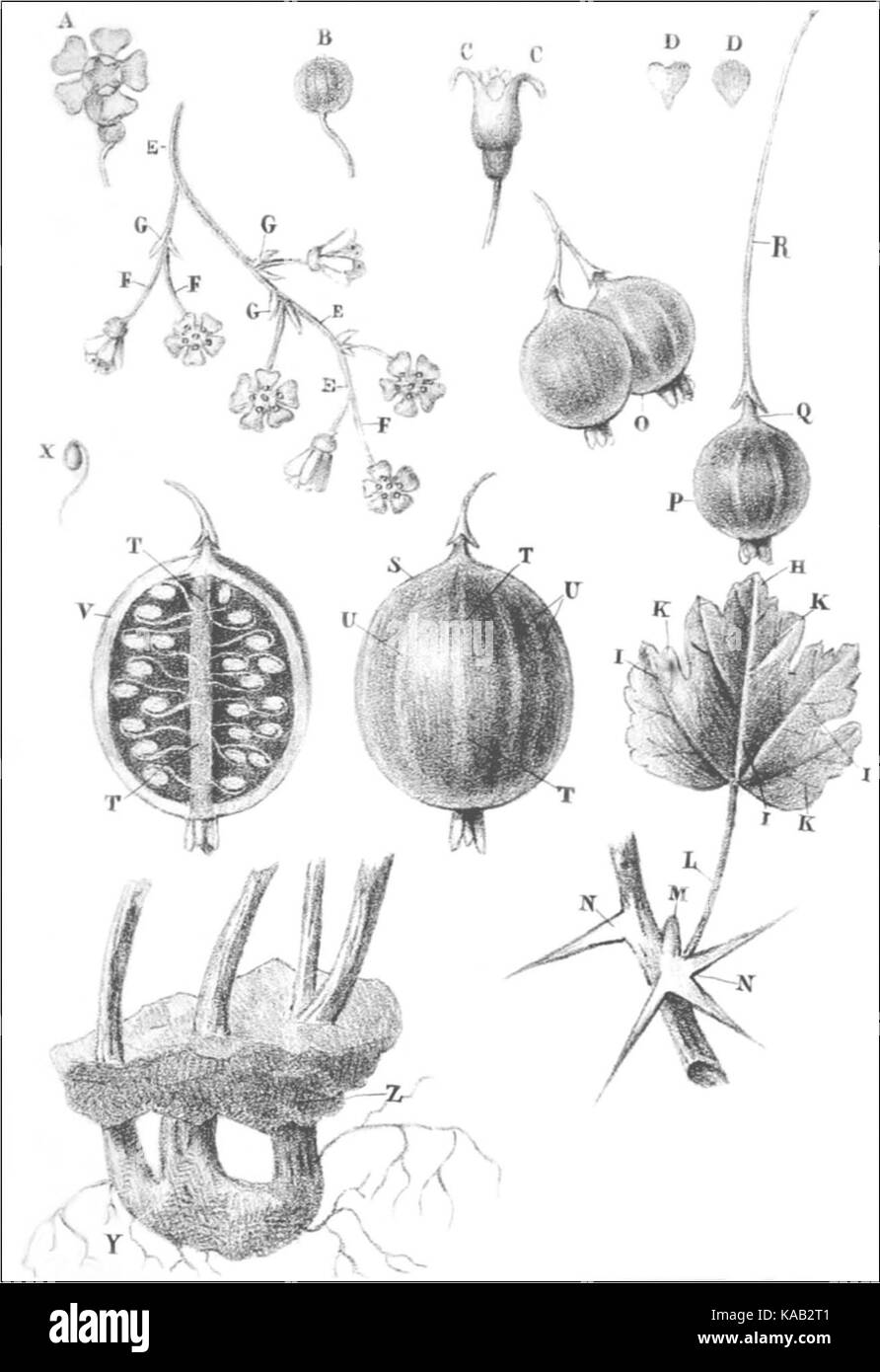 Ribes è un genere di piante che comprende ribes e uva spina. Thory fig1 si riferisce a una specifica illustrazione o disegno botanico in un contesto scientifico o orticolo, che mostra una varietà di specie di Ribes. Queste piante sono note per le loro bacche commestibili e sono utilizzate in varie applicazioni culinarie e medicinali. Foto Stock