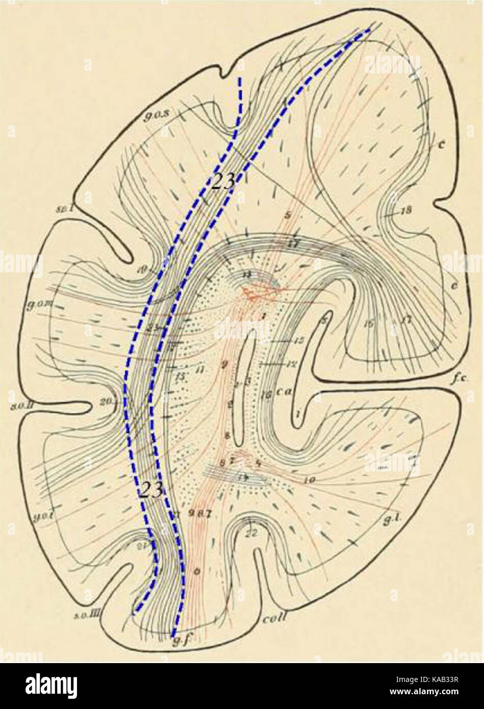 Questa immagine è un'illustrazione storica del cervello umano, creata da Sachs nel 1892. Fornisce una rappresentazione visiva dell'anatomia cerebrale, contribuendo allo studio della neuroanatomia alla fine del XIX secolo. Foto Stock