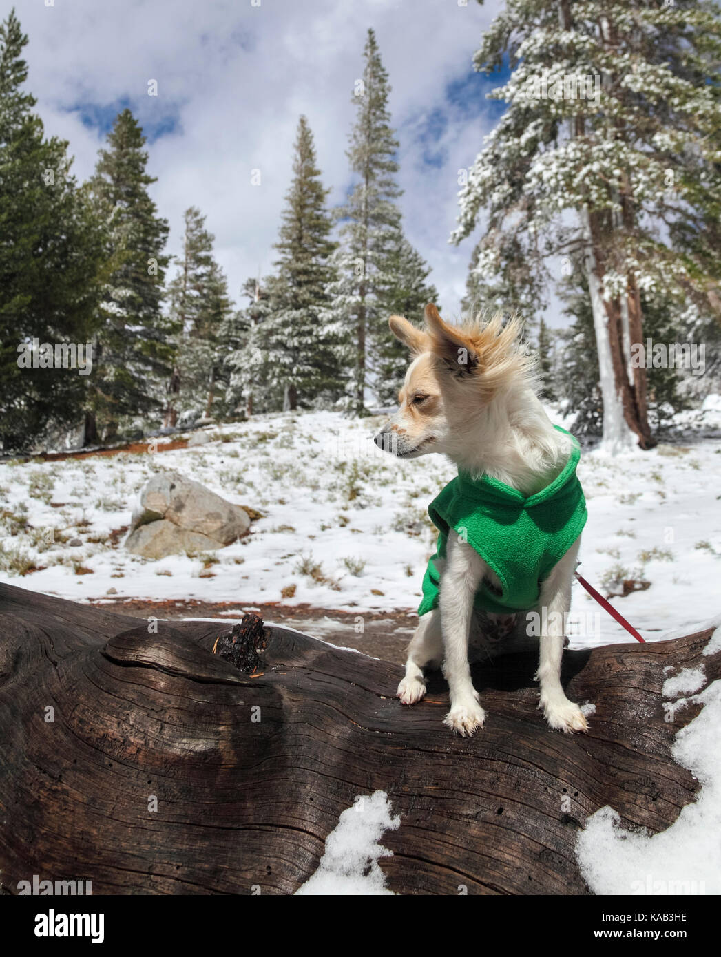 Piccolo Cane giubbotto da indossare su terreni innevati giorno vicino a Lake George in Mammoth Lakes nel bacino di Mammoth Lakes, California Foto Stock