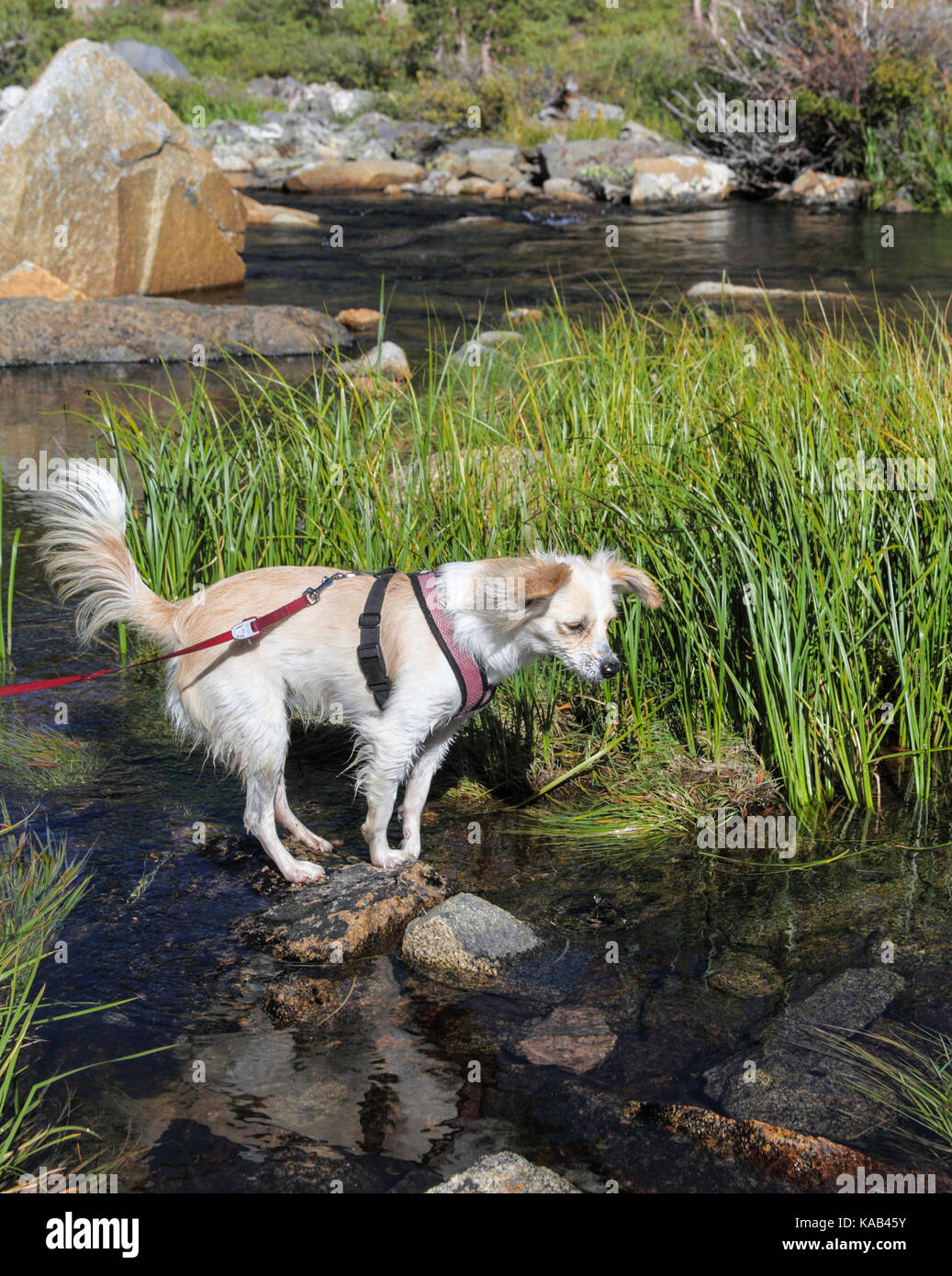 Cucciolo medita il prossimo passo sulla passeggiata a piccoli laghi valley in Rock Creek Canyon nella sierra orientale in California Foto Stock