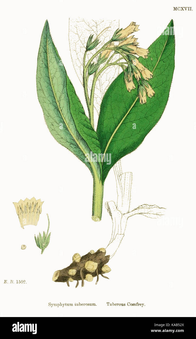 Symphytum tuberosum inglese botanica o, figure colorate di piante britannico vol. 7 t. 1117 Foto Stock