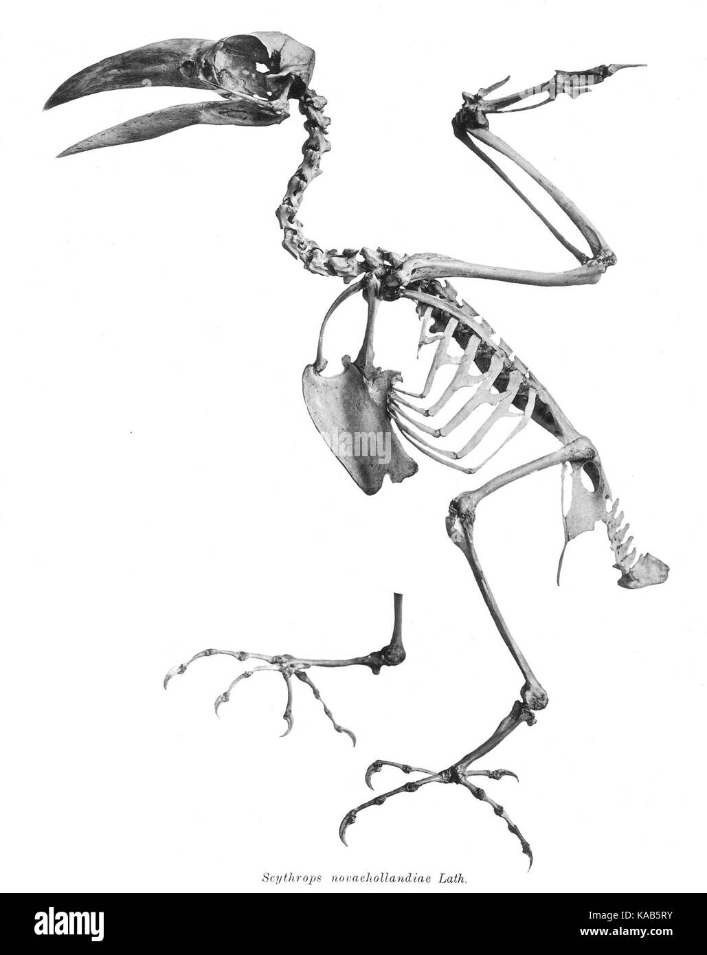 Scythrops novaehollandiae 185 Foto Stock