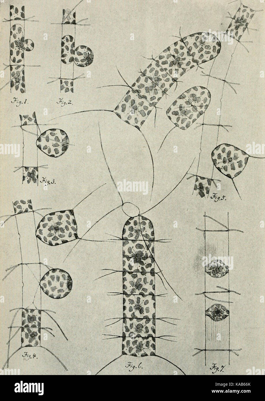 Questa immagine rappresenta una pagina di "The Botanical Magazine", con un'illustrazione botanica dettagliata. Fa parte di una serie di stampe botaniche che contribuiscono alla classificazione delle piante e allo studio scientifico nel campo della botanica. Foto Stock