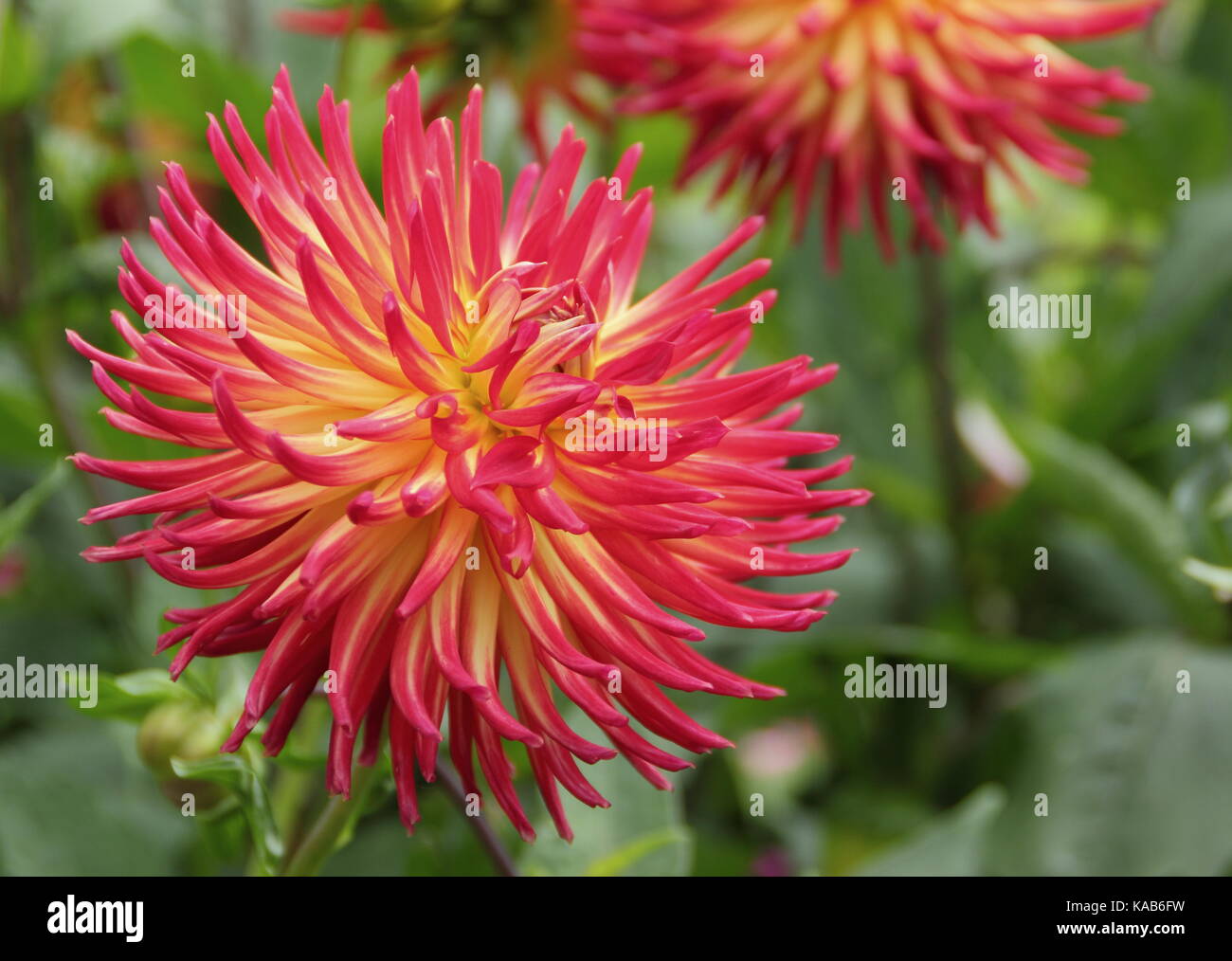 Dahlia 'Weston Spanish Dancer',un tipo di cactus, bicolor vistosi fiori in piena fioritura in un giardino inglese in tarda estate (agosto), Regno Unito Foto Stock