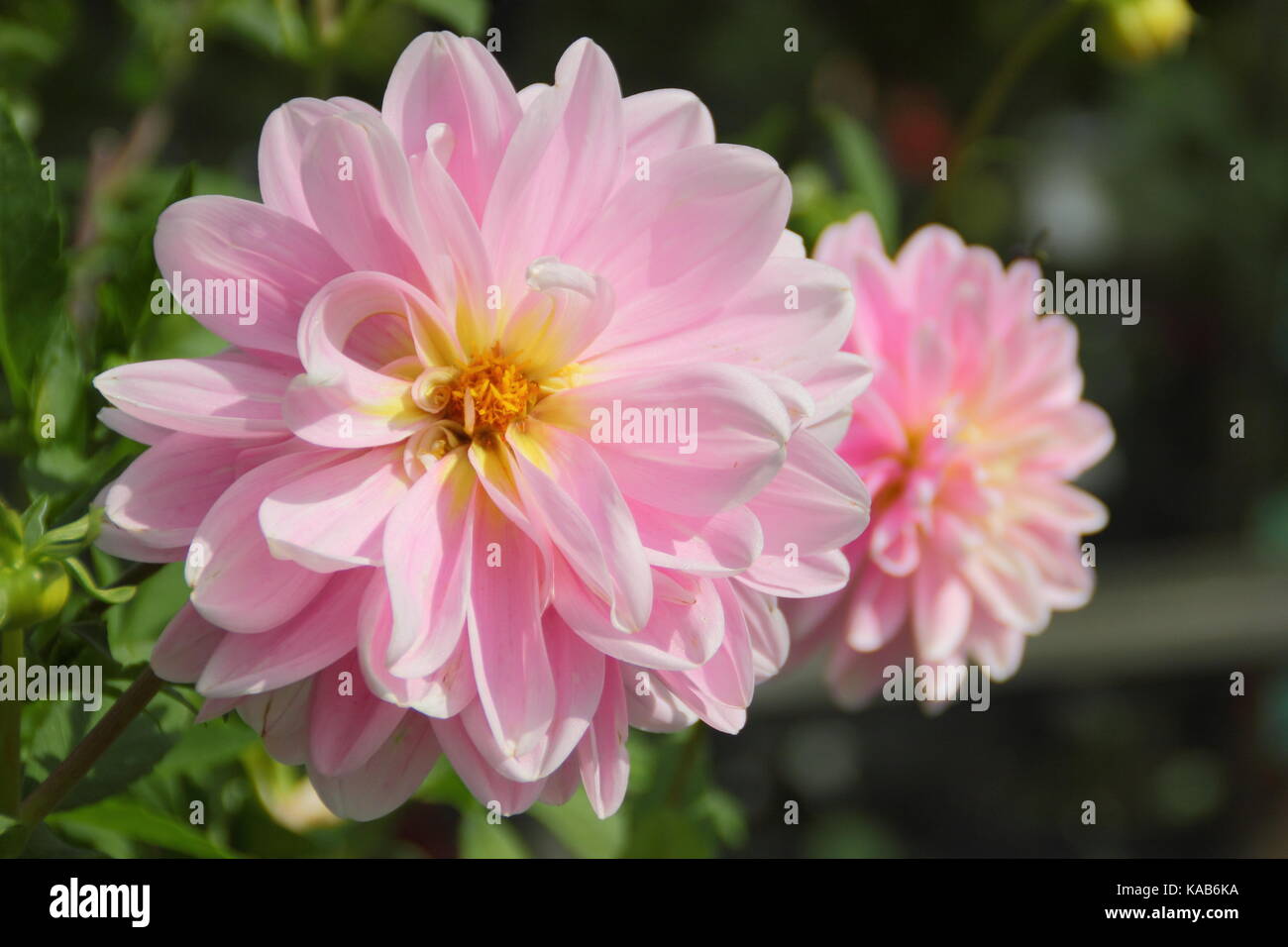 Dahlia 'Bracken Ballerina", una rosa, tipo di ninfea dalia, in piena fioritura in un giardino inglese in tarda estate Foto Stock