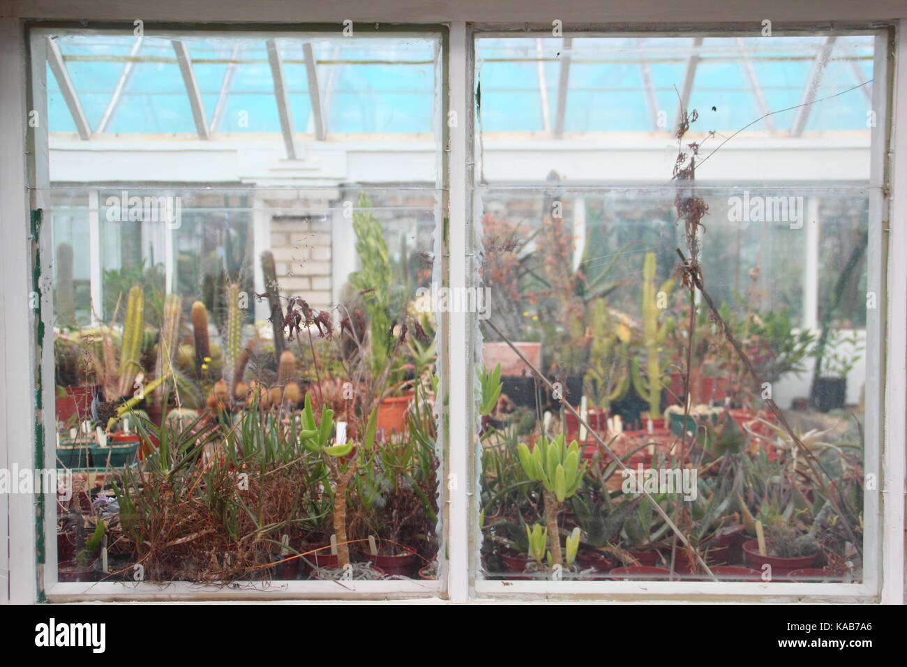 Impianto di Cactus visualizza visto attraverso vetri interni di grandi serre a Oak Dene, uno specialista vivaio cactus vicino a Barnsley, South Yorkshire, Regno Unito Foto Stock