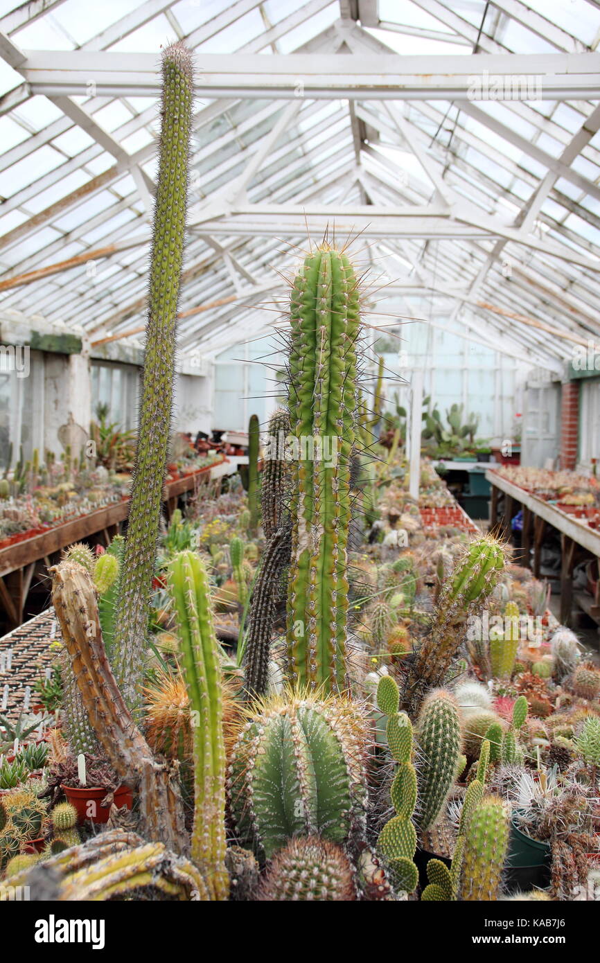 Una collezione privata di cactus e piante sul display a fianco di piante in vendita in grandi serre a Oak Dene vivai, Barnsley, England, Regno Unito Foto Stock