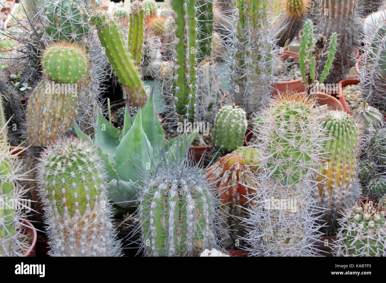 Una collezione privata di cactus (succulente) piante in una soleggiata piscina spot, REGNO UNITO Foto Stock