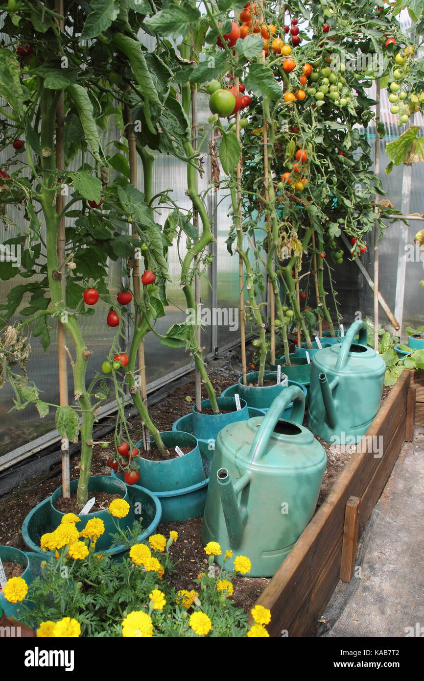 Le piante di pomodoro, spogliati delle loro foglie inferiori a incoraggiare una migliore raccolta, crescendo in bordi rialzati in una serra in un inglese un riparto garden Foto Stock