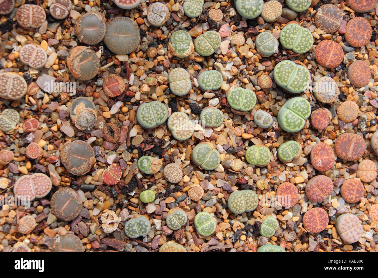 Lithops, comunemente chiamato pietra viva le piante succulente, crescendo in ambienti interni in una calda e luminosa spot, REGNO UNITO Foto Stock