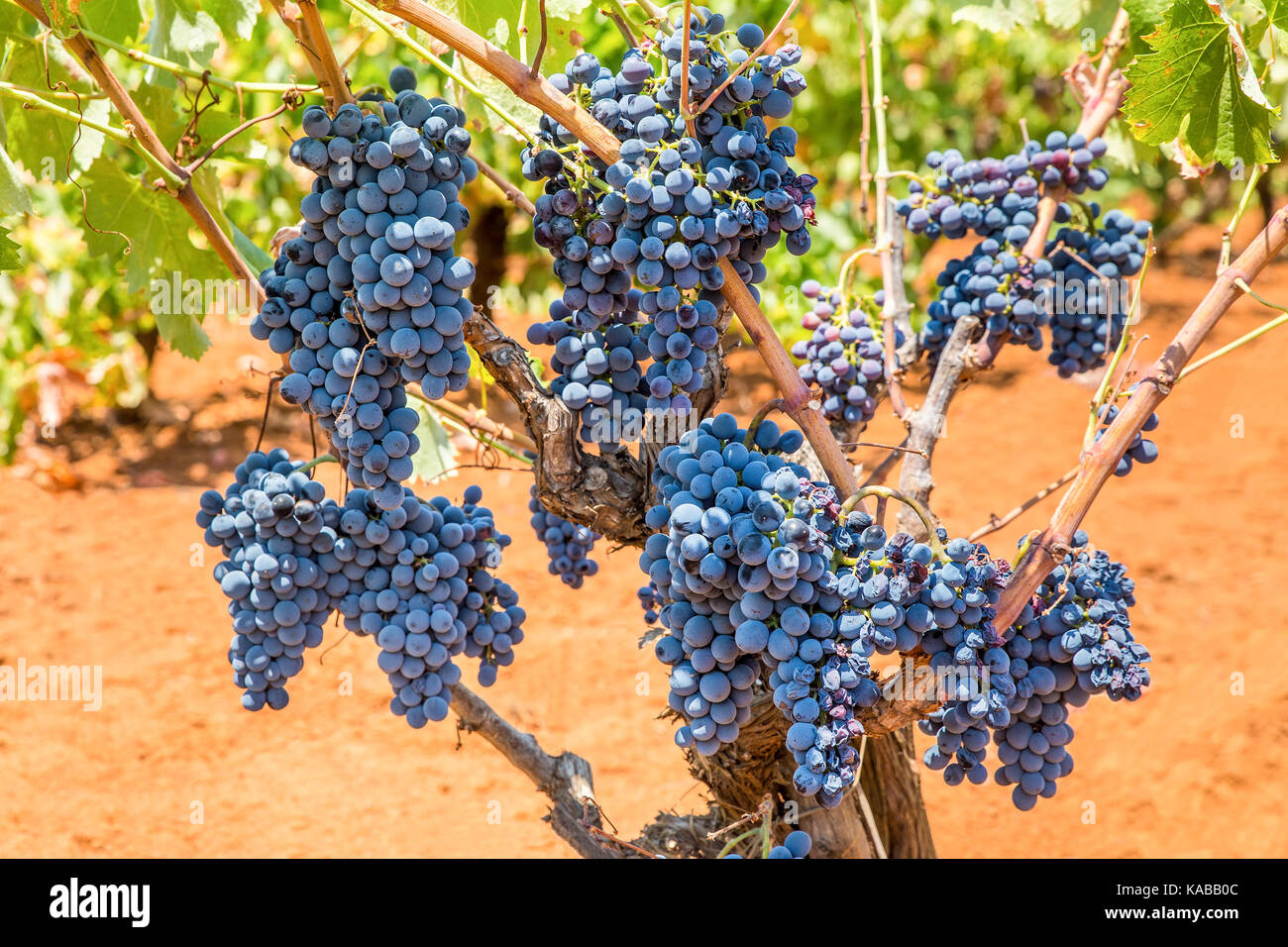 Impianto di uva con grappoli di uva blu in vigna Foto Stock